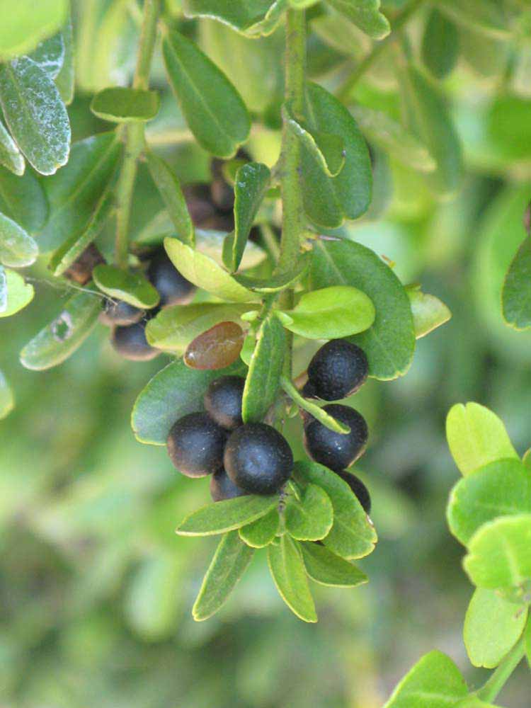              Shade leaves (Riverside, CA)       